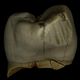 Digital scan of a Neanderthal wisdom tooth, with vertical toothpick grooves seen at right.